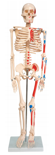 人体骨骼附半边肌肉着色模型85CM