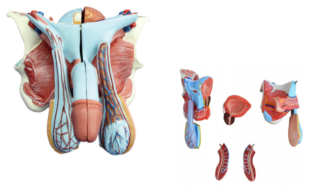 男性内外生殖器模型