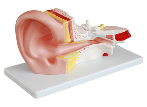 耳朵模型（放大3倍）