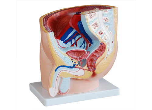 男性盆腔矢状解剖模型