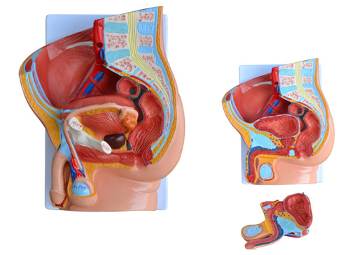 男性盆腔矢状切面模型