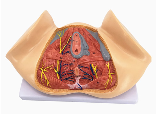 女性会阴模型