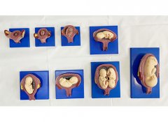 妊娠胚胎发育过程模型